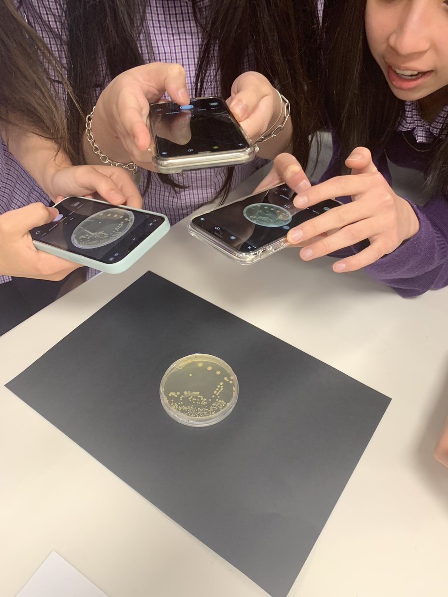 BeckRSaunders's tweet photo. #IB #Biology #Topic3 #BacterialTransformation …. Counting colonies @BioRadEducation @BioRad https://t.co/6Gjo8uU6y7