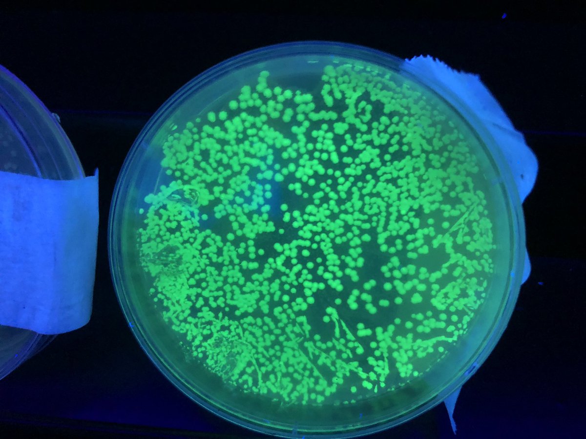 BeckRSaunders's tweet photo. #IB #Biology #Topic3 #BacterialTransformation …. Counting colonies @BioRadEducation @BioRad https://t.co/6Gjo8uU6y7