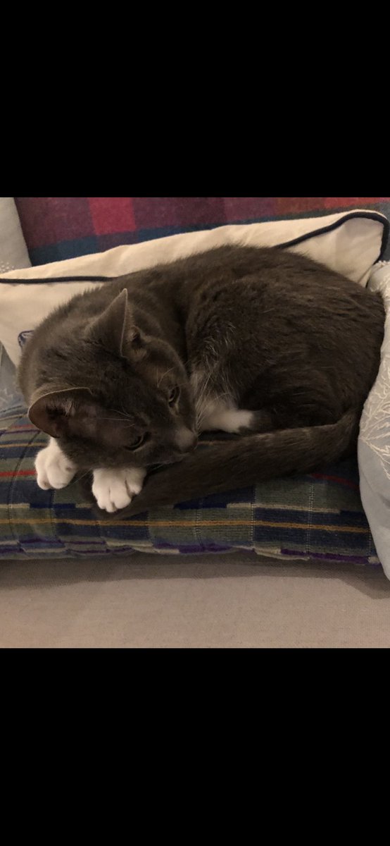 Just to say that it’s not just me who loves the @ltmuseum moquette cushions available from @ltmuseumshop, Tom does too. #ChristmasPresentIdeas