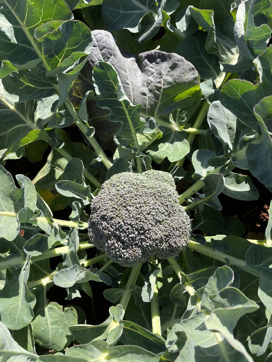 Ashlin Rodman tweet media