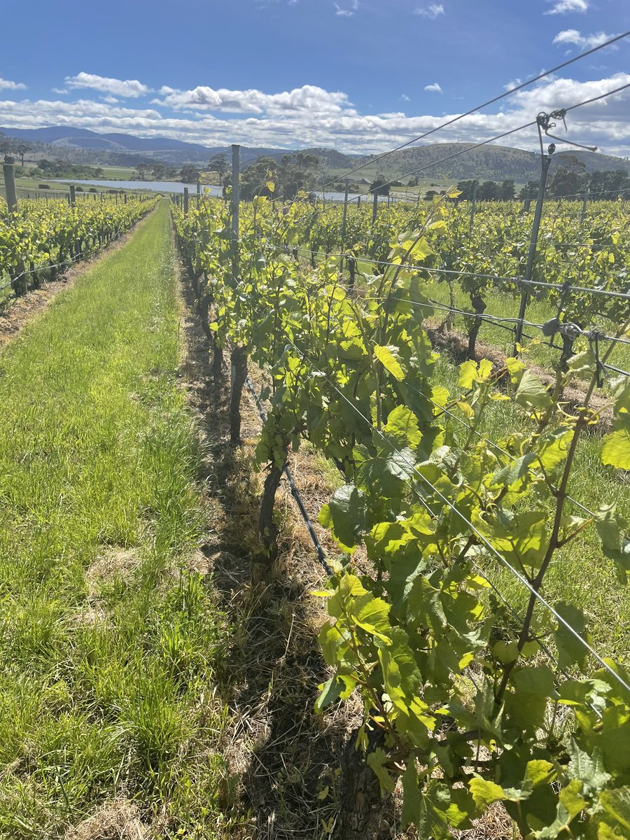 Ashlin Rodman tweet media