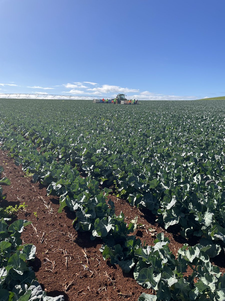 Ashlin Rodman tweet media