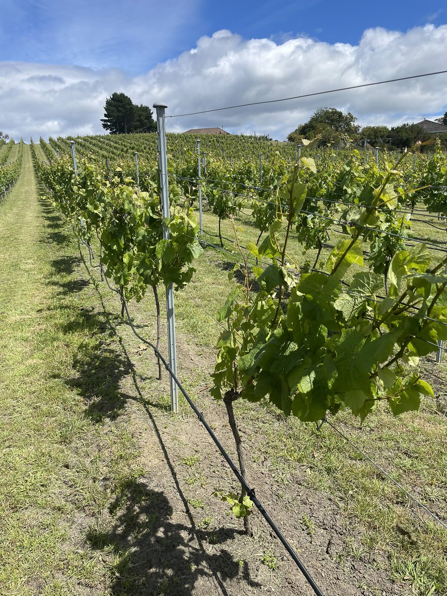 Ashlin Rodman tweet media