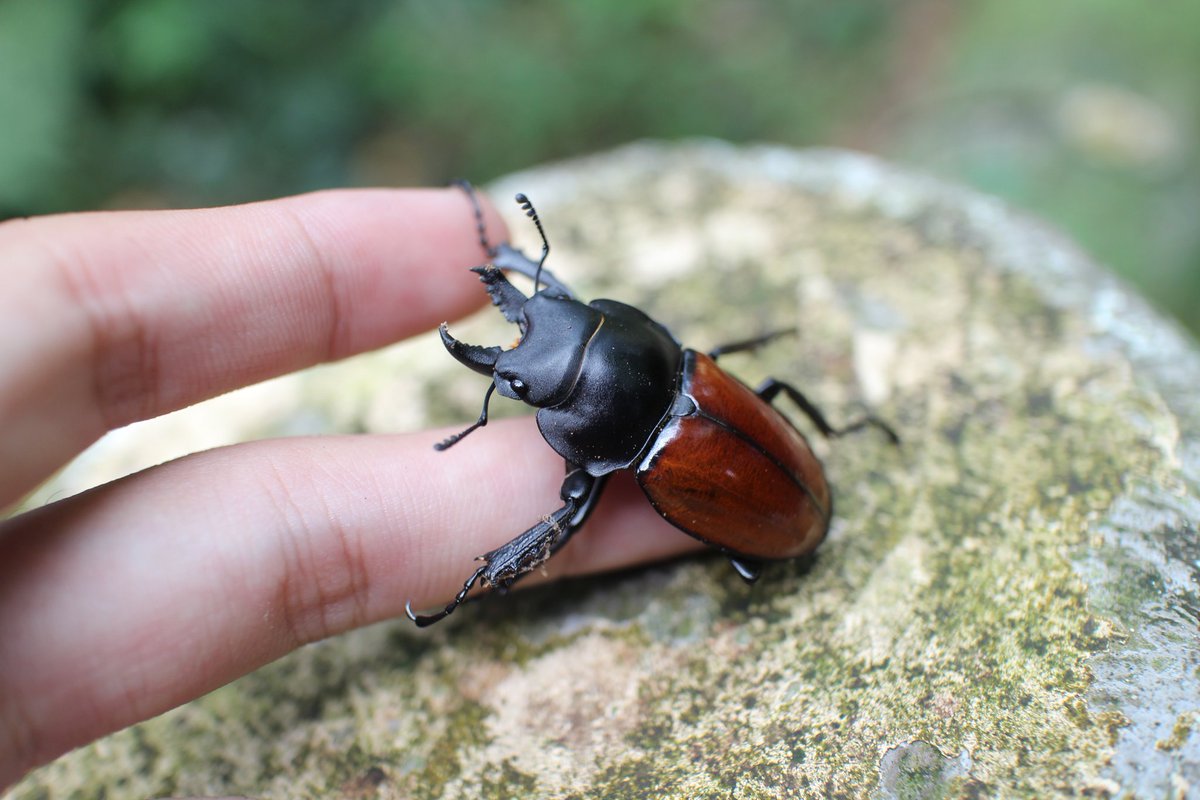 giglehehe's tweet photo. 20220925 🐾
#beetles 
#insect 
#Taiwan 
#Neolucanus https://t.co/PkDmoucnt7