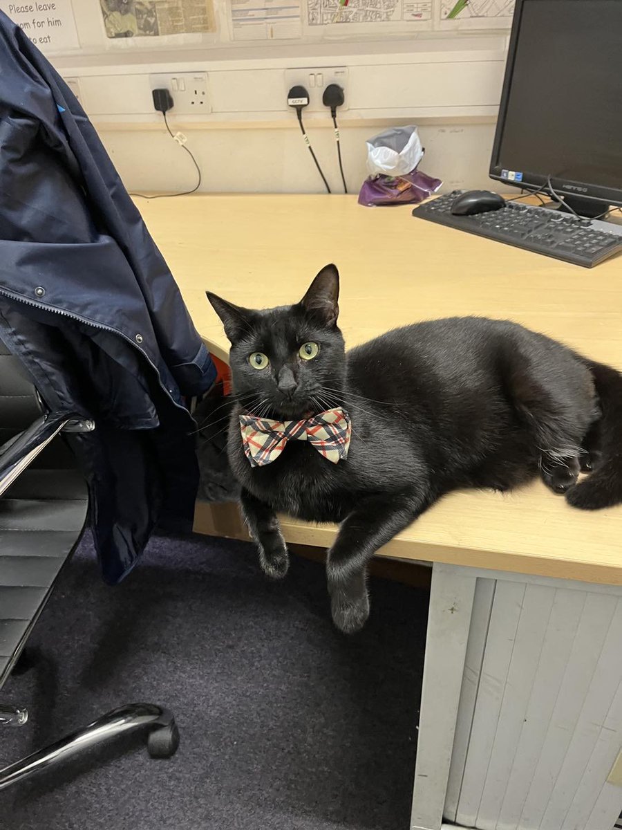 cats with jobs 🛠 (@catworkers) on Twitter photo 