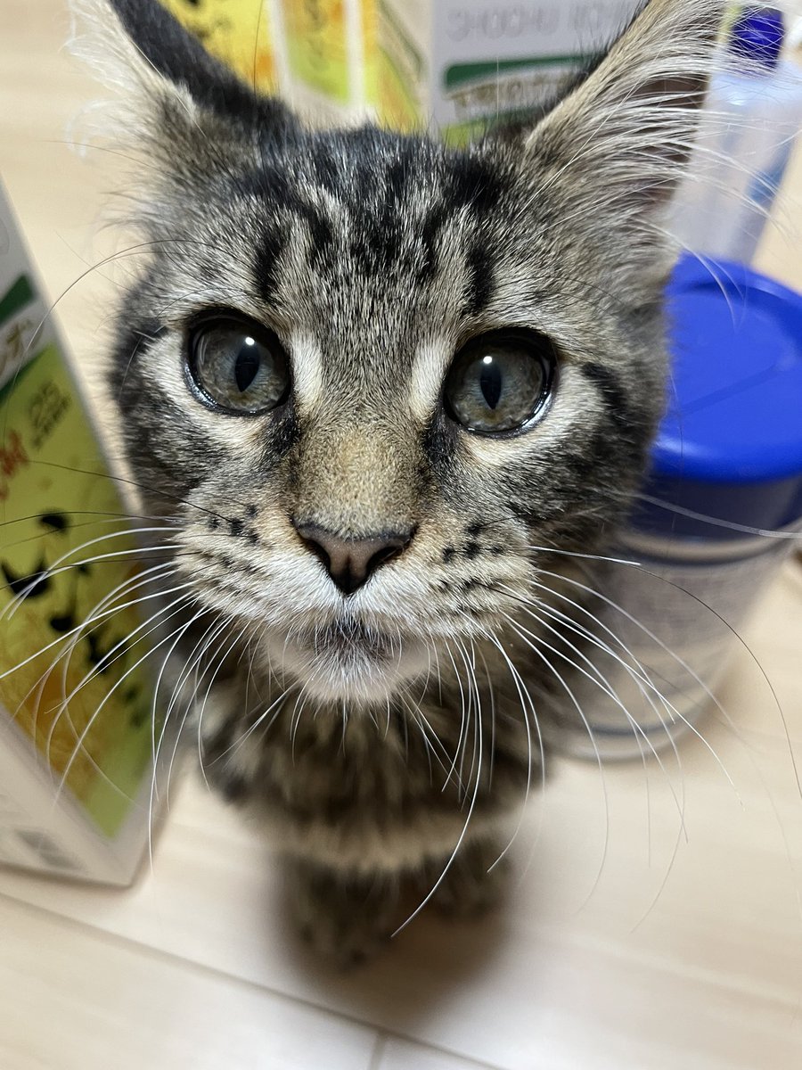 74t_63's tweet photo. 子猫可愛い🐈 https://t.co/l3xV17dfWc