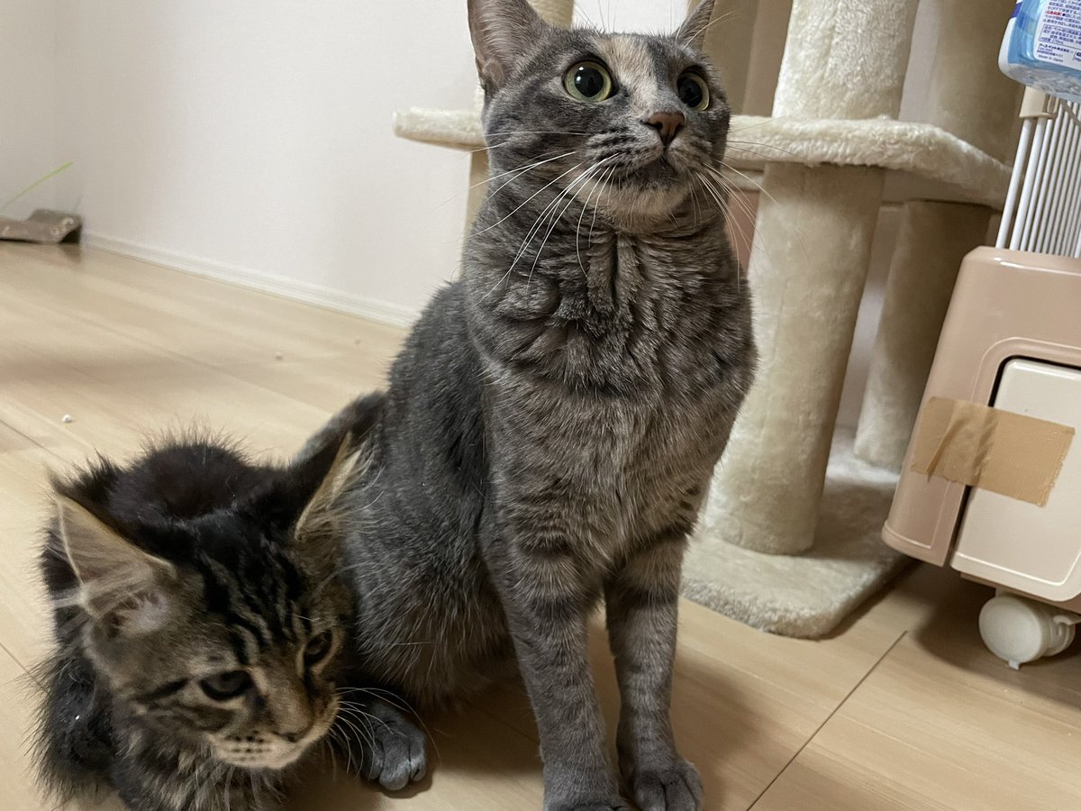 74t_63's tweet photo. 子猫可愛い🐈 https://t.co/l3xV17dfWc