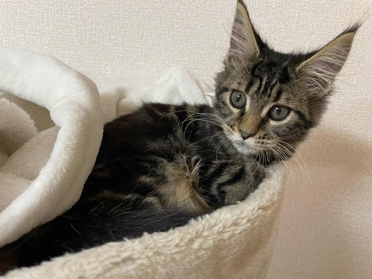 74t_63's tweet photo. 子猫可愛い🐈 https://t.co/l3xV17dfWc