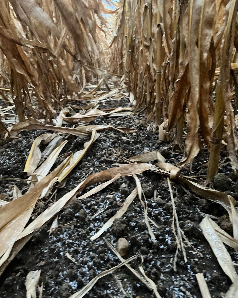 Adam Bissell tweet media