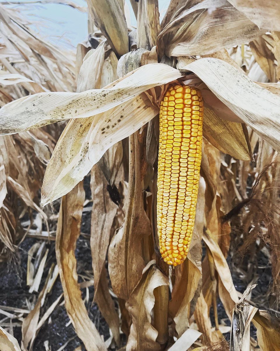 Adam Bissell tweet media