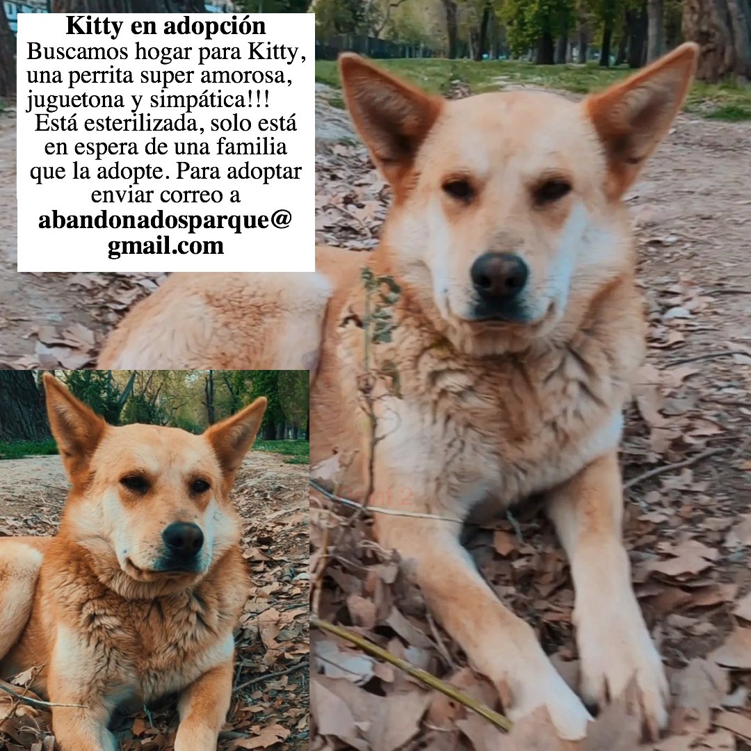 KITTY en Adopción🐶💞
Buscamos hogar para Kitty, una perrita súper amorosa, juguetona y simpática!!!
Ya está esterilizada, solo está en espera de una familia que la adopte💞

Interesados enviar correo a abandonadosparque@gmail.com

📍#Santiago
#AdoptaNoCompres