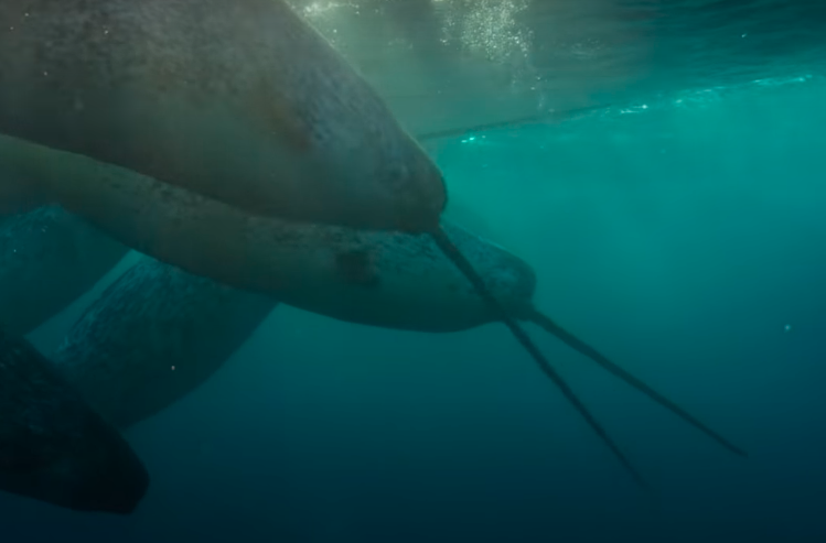 droppeddotfun's tweet photo. 👀Is this not the most beautiful creature?💙

Narwhal🐚🐳

Source of mystery and wonder... origin of the Unicorn legend... even the purpose of their tusk is a puzzle🧩

The world needs more of these majestic beings🙏🏽

#Suizzle #SaberToothNarwhals #SuiNFT

https://t.co/LmmrmBabJk https://t.co/XGNacxahYY