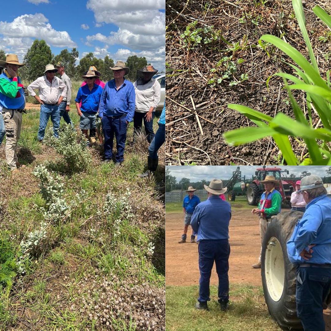 Justin Kirkby is wrapped with #Progardes® Desmanthus. Starting with good winter pastures but looking to boost summer #legumes, he established Progardes® Desmanthus and achieved greater pasture diversity and pasture performance. More info bit.ly/3GzLL0G