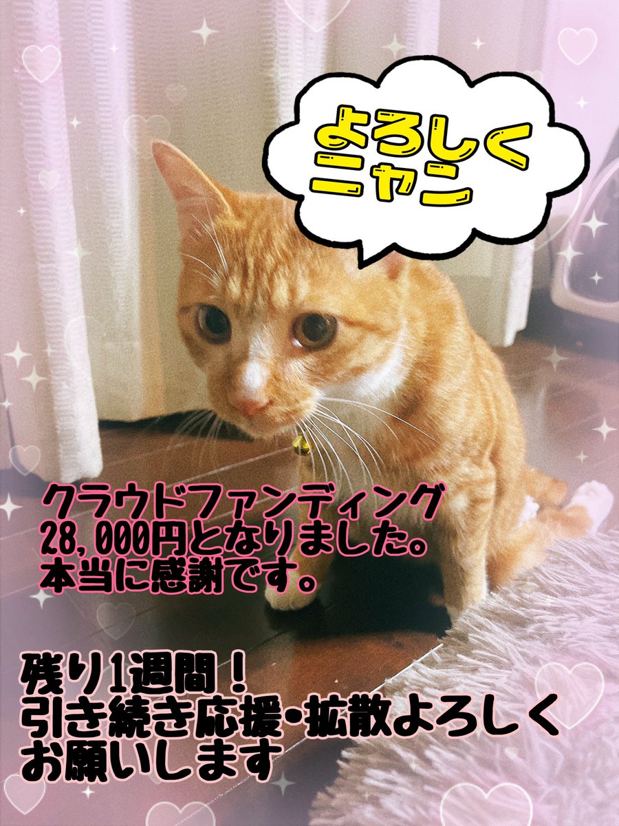 クラウドファンディング残り1週間となりました。

皆様からのご支援•拡散本当に感謝です🥲
温かい応援，元気でます。
マル幸せニャンコです。

#保護猫と暮らす 
#クラウドファンディング 
#拡散