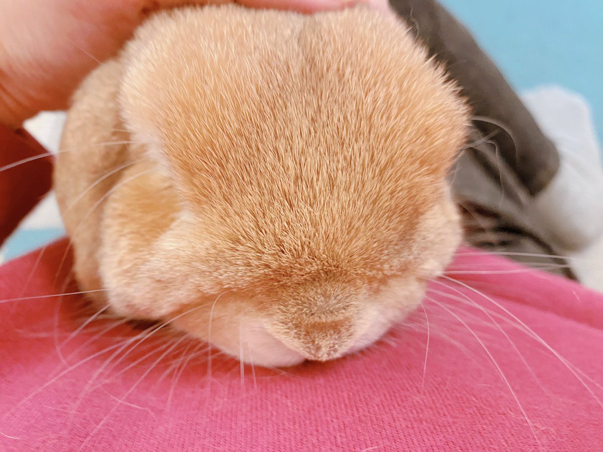 NAKOTOrabbit's tweet photo. おはよ♪朝の癒しタイム🐰

#うさぎのいる暮らし https://t.co/NFAUA1grX2