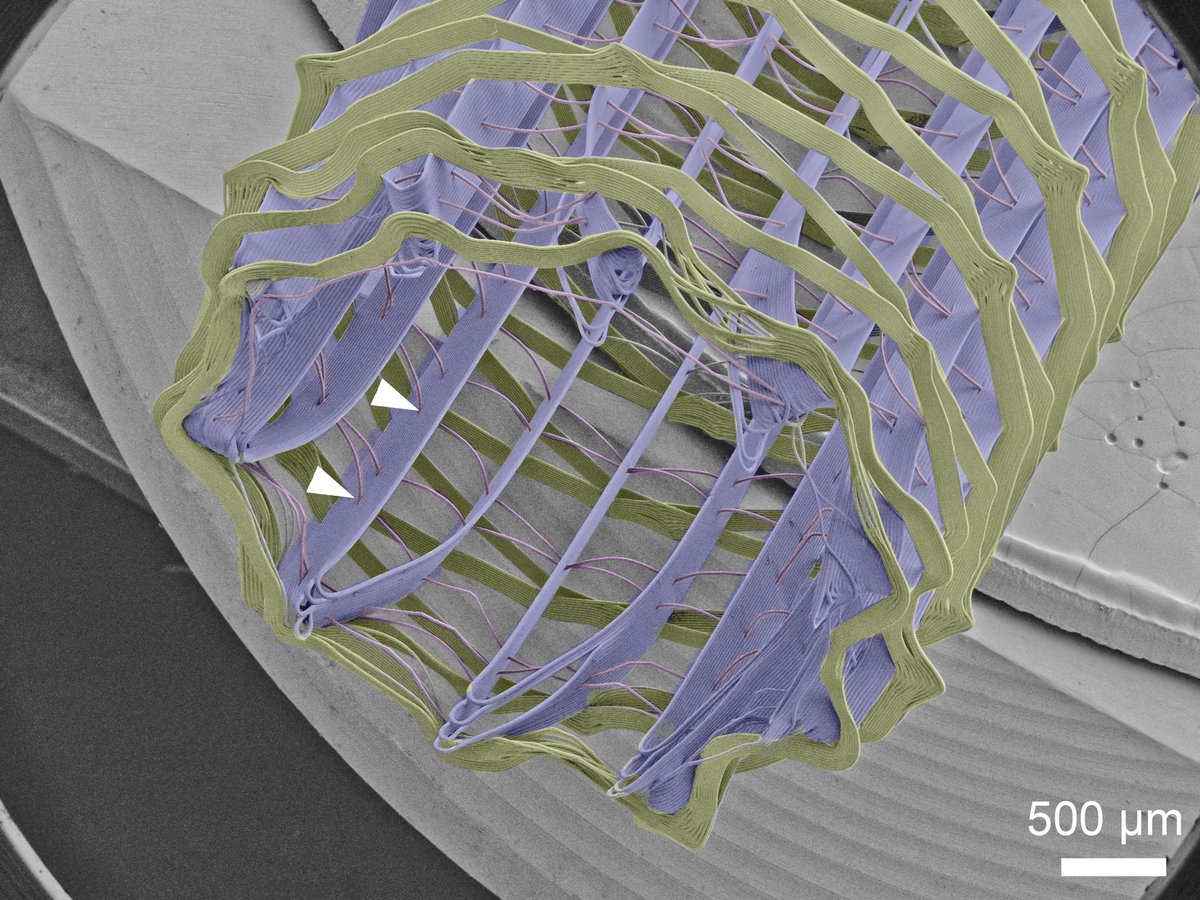 meltelectrospin's tweet photo. Think you know all that's needed about electrospinning and other EHD scaffold technologies? Think again. The @TERMISAM conference in Boston is holding a session on EHD scaffold technologies. We have a big tent, and you are more than welcome to apply! https://t.co/vR56ozkciN https://t.co/DFXz4AIBeO