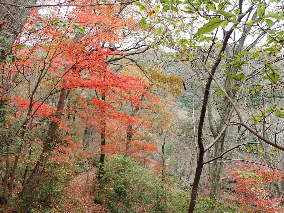 sunmethod's tweet photo. 朝ラン10.5km
12月スタート🎄
今月もよろしくお願いします😊
(📷は昨日の登山にて)
#朝ラン #中山寺 #ムラサキシキブ #武田尾 #廃線跡 https://t.co/KD4PKIaCsL