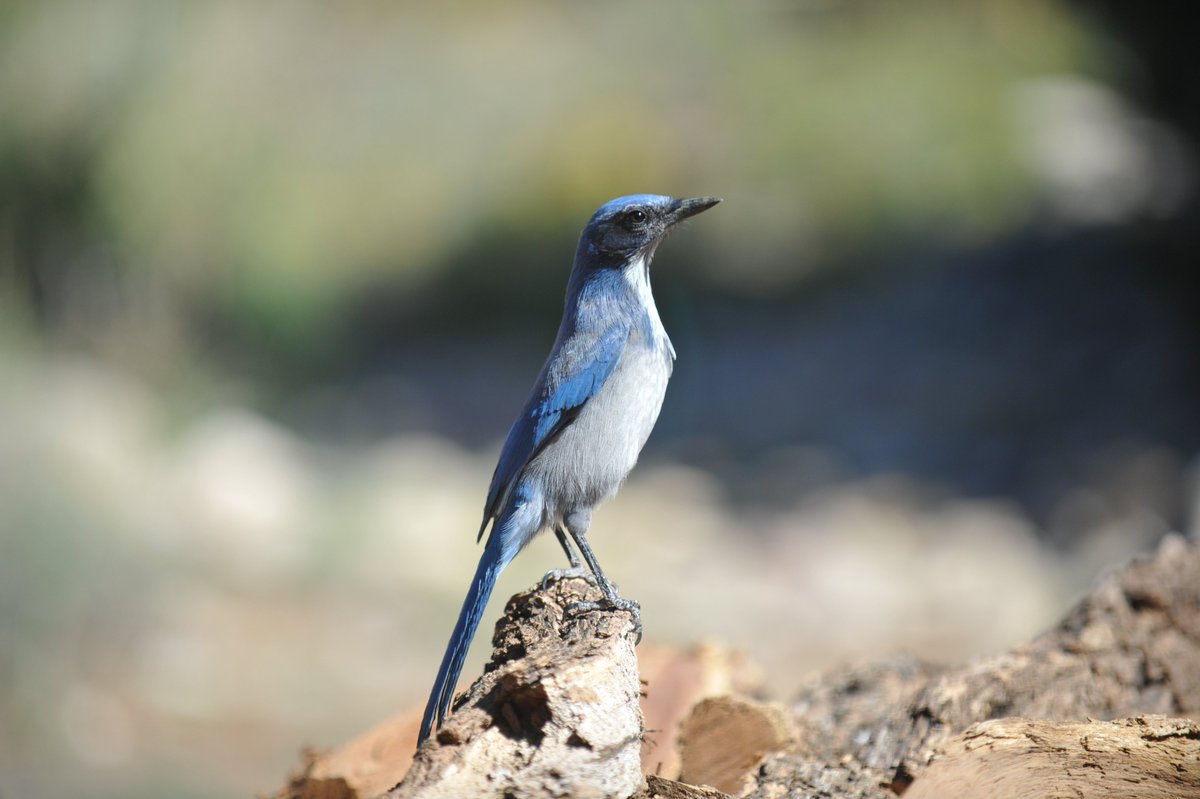 Wil_McCarley's tweet photo. Woodhouse’s Scrub Jay #wildscape #bird #birdphotography #mybackyard #woodhousesscrubjay #birdwatching #naturephotography #naturelover https://t.co/MiXcHGWCIm