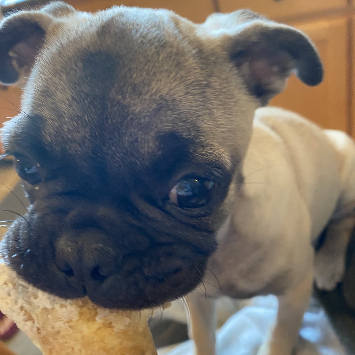 abweeb's tweet image. look at he