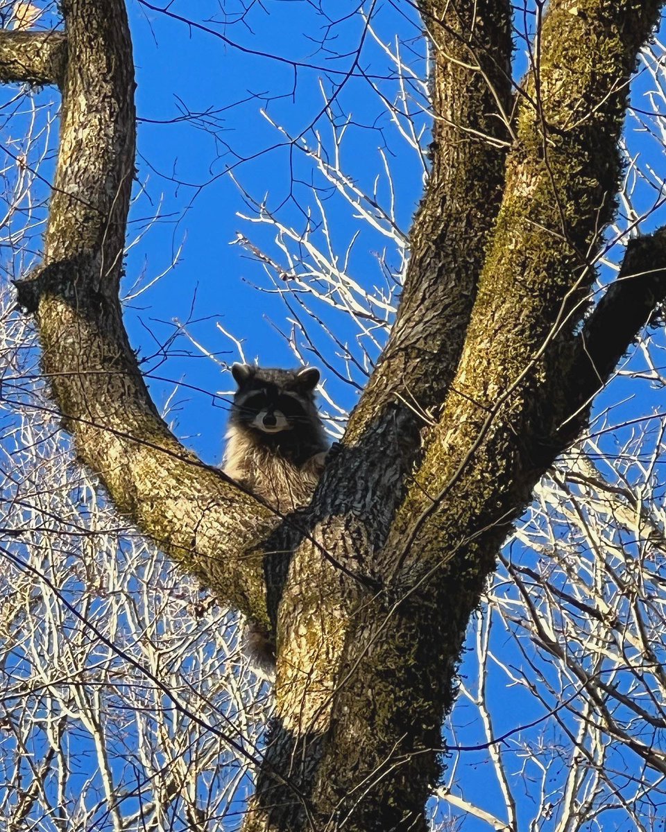 mac_cheeves's tweet photo. dusk in grindstone hollow 🏃🏻🦝
🎶 @Pharrell #downinatlanta
#tristaradventures #seenonmyrun #trailrunning #runtn #dusk #sunsetruns #leavenotrace #yetirunners #hillbillyviking https://t.co/gz3AXav5b7