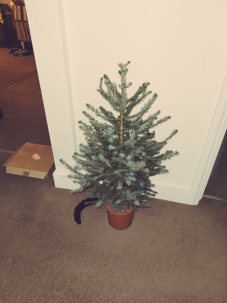 georgiabrice's tweet photo. @Thereisnocat_ 🎄

@CityArmsDave 

X https://t.co/W66afskW32