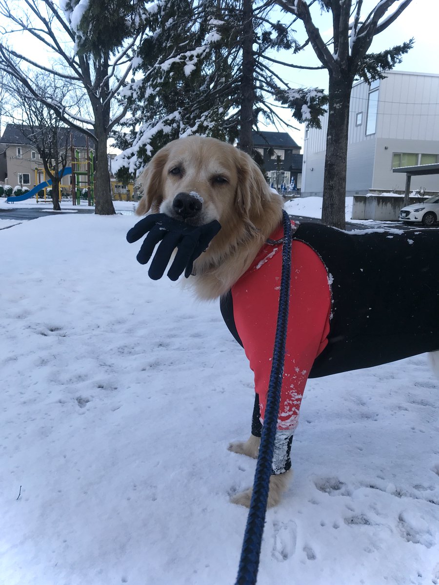 sora_sokomade's tweet photo. 冬将軍は突然に！
ワンコは楽しそう。
ブロンプトンは冬眠かな〜。
＃犬は喜び公園駆け回る
＃ブロンプトンはもう乗れない
＃BROMPTON https://t.co/bXWG0D2dgH