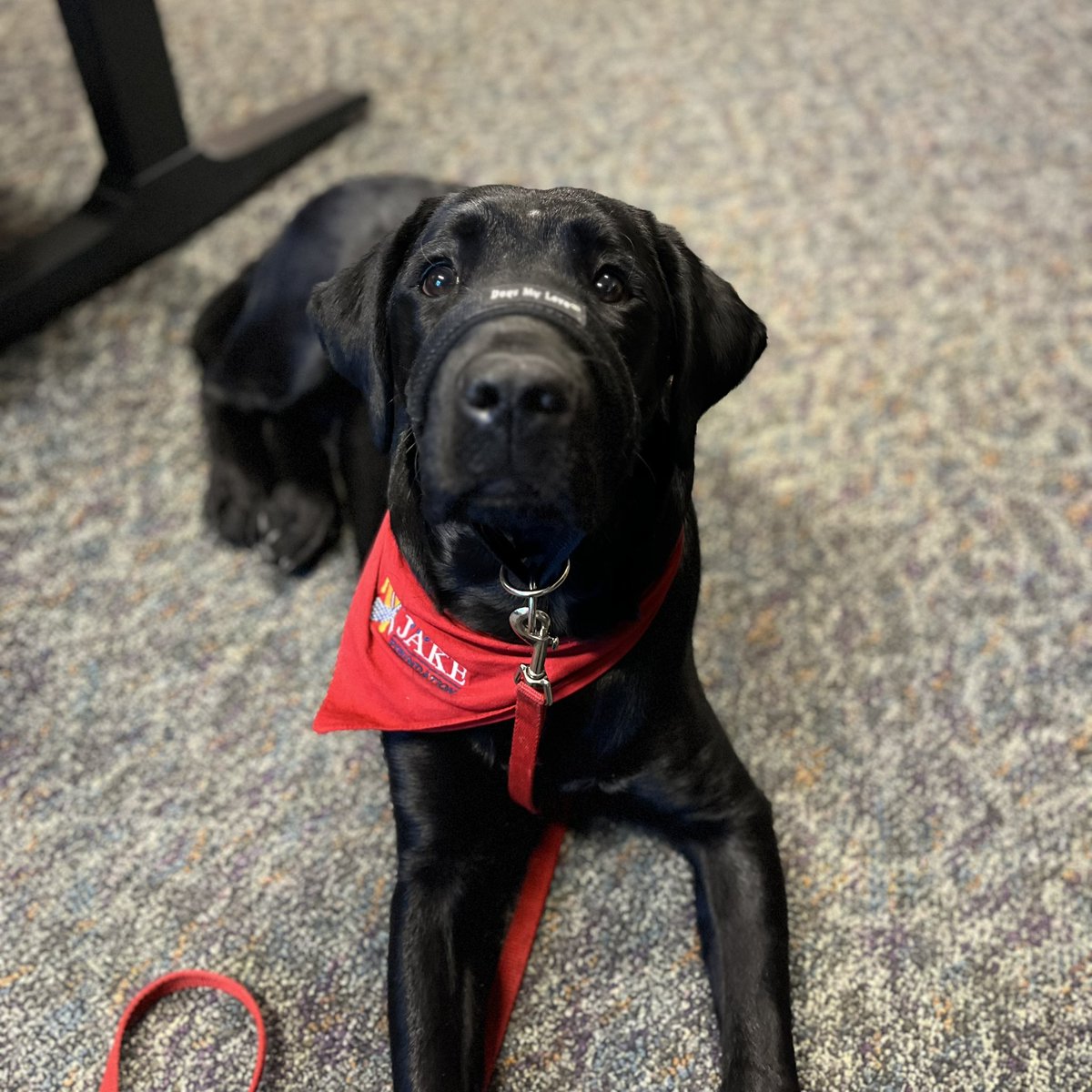 I love working. I hope to change the life of a Veteran after I finish my training to be a service dog 🐕‍🦺 with <a href="/puppyjakefdn/">Puppy Jake Foundation</a>. In less than a week I will leave my Phase 1 trainer, <a href="/bethlin66/">Beth Lin Hartmann ☮️</a>, for a new handler at the Newton Correctional Facility.