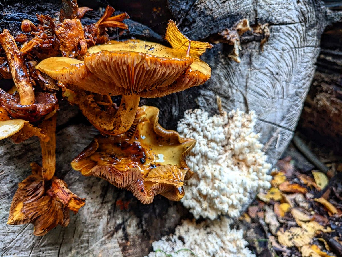 Naturalistja's tweet photo. Have you seen this fungus species before? Do you know it's name?
There are so many fungal species in Jamaica, some of which remain undescribed.
We would love to hear from you in the comments below!!
π· Ryan Lincoln
#naturalhistorysocietyofjamaica #fungus #nativefungi #endemics https://t.co/SFVrzLUUwi