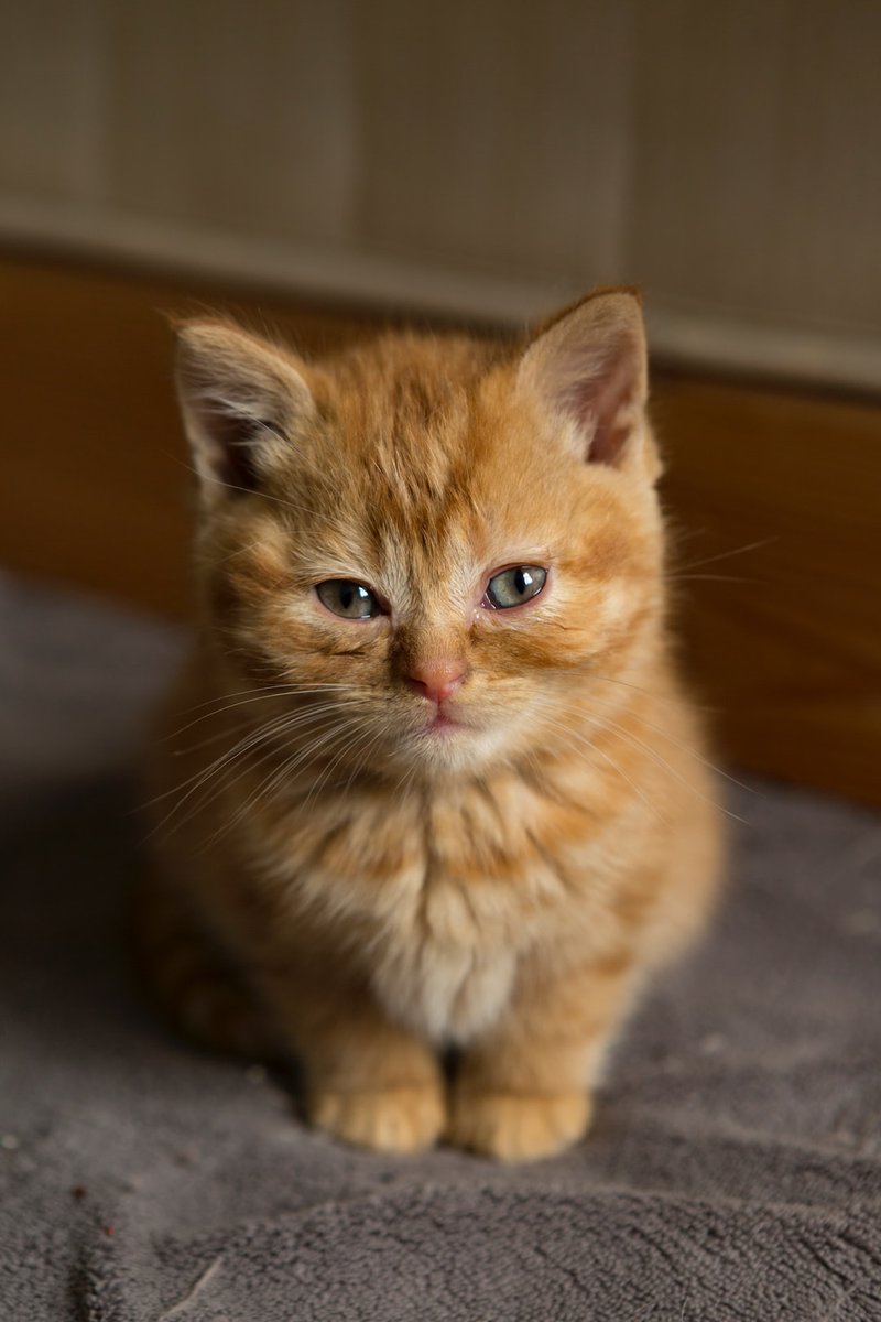 Random Kitties tweet media