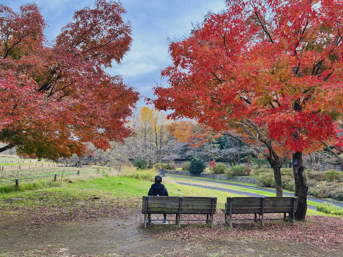 JapannALLAROUND's tweet photo. สวนโชวะคิเน็งเมื่ออาทิตย์ที่ผ่านมา
นั่นพ่อแอด เพลินๆ

Showa Memorial Park
https://t.co/m2FZE8GBUL

#ญี่ปุ่น
#เที่ยวญี่ปุ่น
#ใบไม้แดง https://t.co/Y2htaKyOaV