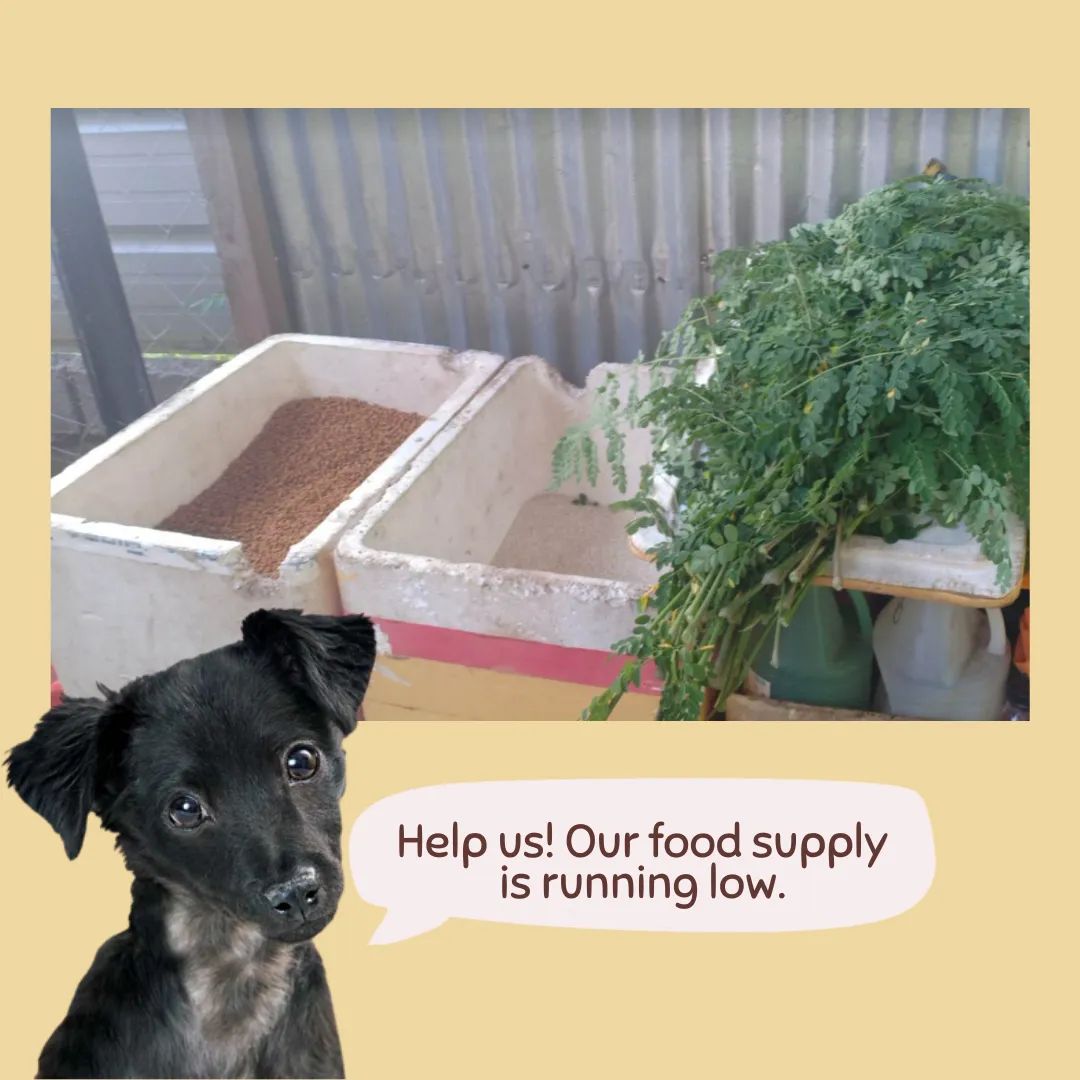 xxillereg's tweet photo. Our food is running low, our rice 25kilos only last for 3days. We dont have anymore funds to buy. We are in desperate need of rice, meat, vitamins, dog &amp; cat food donations. https://t.co/kj5R7HDh75