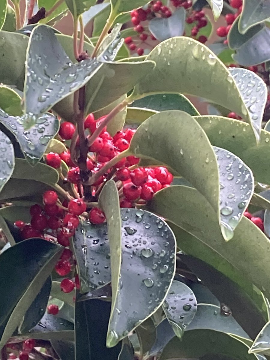 c2abc010fb08470's tweet photo. ソラはドンヨリしていても…
植物の彩りに癒されて(*˘︶˘*).。.:*♡
#christmascolor
#サクランボみたいにおいしい実だったら https://t.co/f4eBxkL8QM
