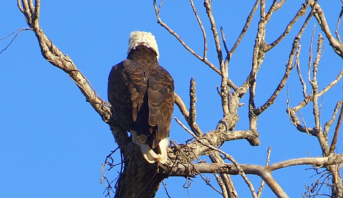 kala61857's tweet photo. Pretty Even When They Won't Turn Around
He's been a workhorse building their nest. Nice to take a little well-earned rest while his mate was away
Bald Eagle (Haliaeetus leucocephalus)
https://t.co/bj4QZ3aAGm
#BaldEagle #NestTree #NotCooperating #eagles #ColdDay #NestingSeason https://t.co/vCX4PT6LII