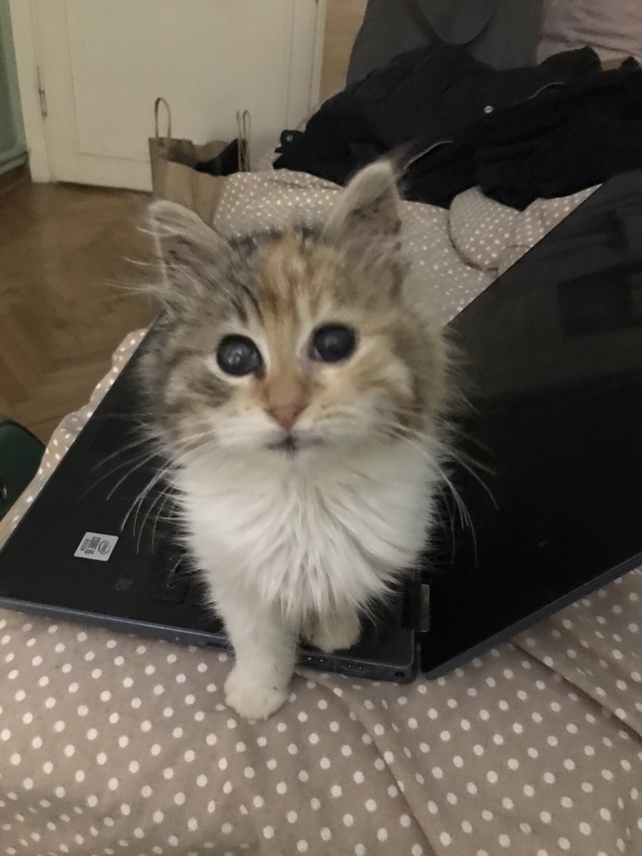 aleynaseymen13's tweet photo. Bu bebeğe yuva olmak isteyen olur mu? Gördüğüm en cana yakın kedi, sürekli mırlıyor durmadan kucakta uyuyor, annesi veya kardeşleri yok sokakta tek buldum. Çok küçük sokakta tek başına yaşayamaz :( https://t.co/JiaIoeAFmo