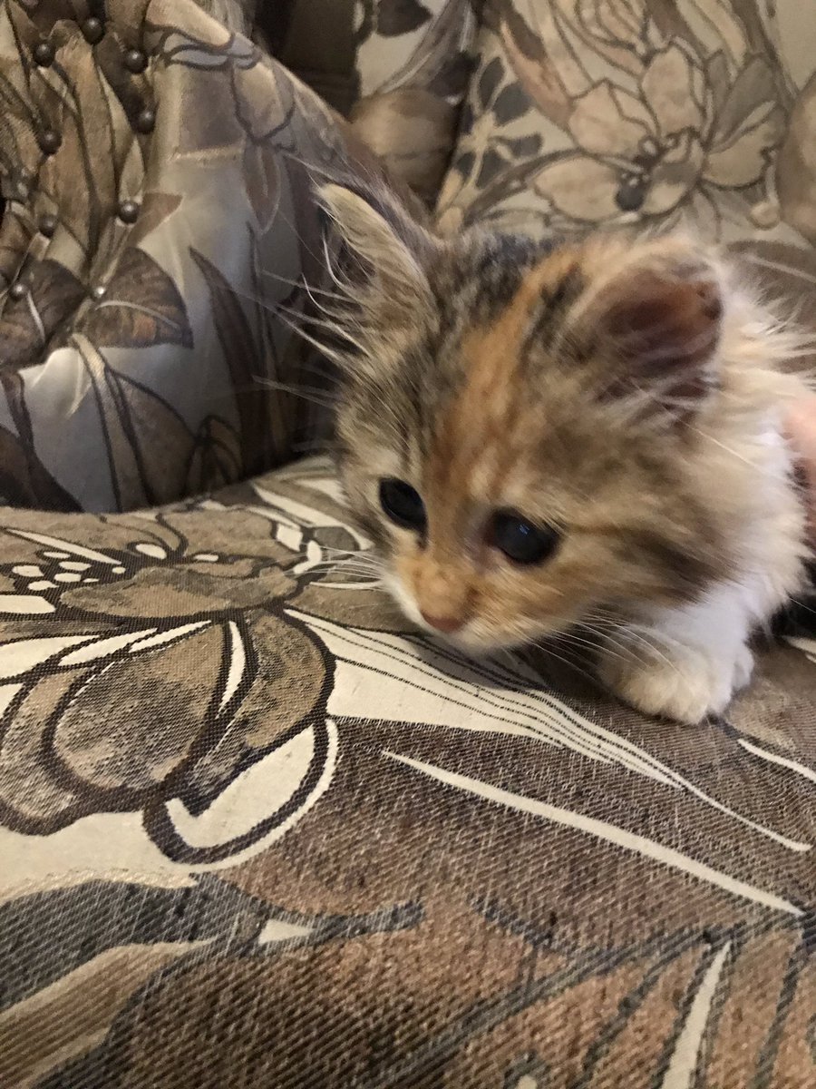 aleynaseymen13's tweet photo. Bu bebeğe yuva olmak isteyen olur mu? Gördüğüm en cana yakın kedi, sürekli mırlıyor durmadan kucakta uyuyor, annesi veya kardeşleri yok sokakta tek buldum. Çok küçük sokakta tek başına yaşayamaz :( https://t.co/JiaIoeAFmo