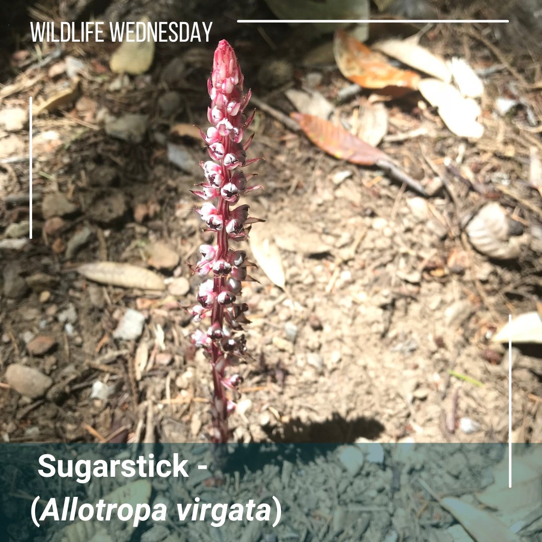 Happy #WildlifeWednesday! 
The sugarstick is found in the oak, coniferous and hardwood forests! The plant is a parasitic plant, and it is a clonal species that spreads through its extensive lateral root system, this specific sugarstick was found in the Galbreath Preserve.