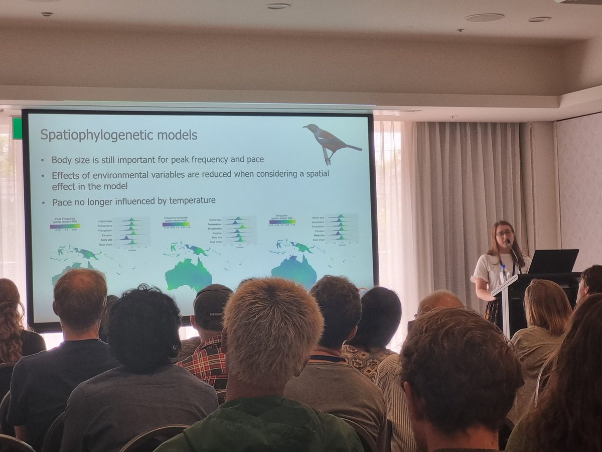 Matthew Hall (@ecomatt94) on Twitter photo It all comes down to size! Body size seems to be the primary driver of variation in honeyeater song. Cool work by <a href="/EleanorMHay/">@eleanorhay.bsky.social</a> at #ESASCBO2022 It all comes down to size! Body size seems to be the primary driver of variation in honeyeater song. Cool work by <a href="/EleanorMHay/">@eleanorhay.bsky.social</a> at #ESASCBO2022