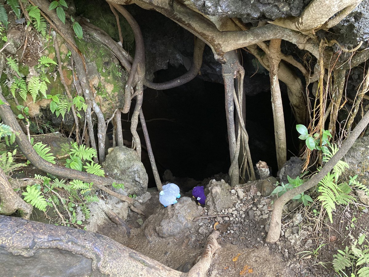 Mustard_IRL's tweet photo. Wait up!! 
#Spelunking #cavemen #Cave #Peepy #Den @itemLabel https://t.co/hW42tQdzOD