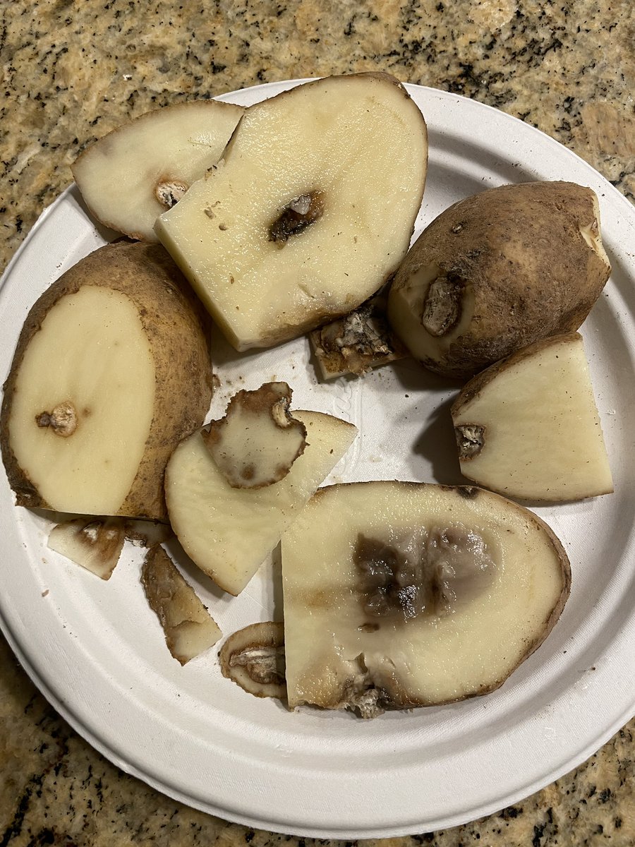 stemrust's tweet image. Soft rot ✔️ dry rot ✔️late blight ❓Ahh.. Smells like grad school! #plantpathology #potatoes #michiganstate #plantdisease