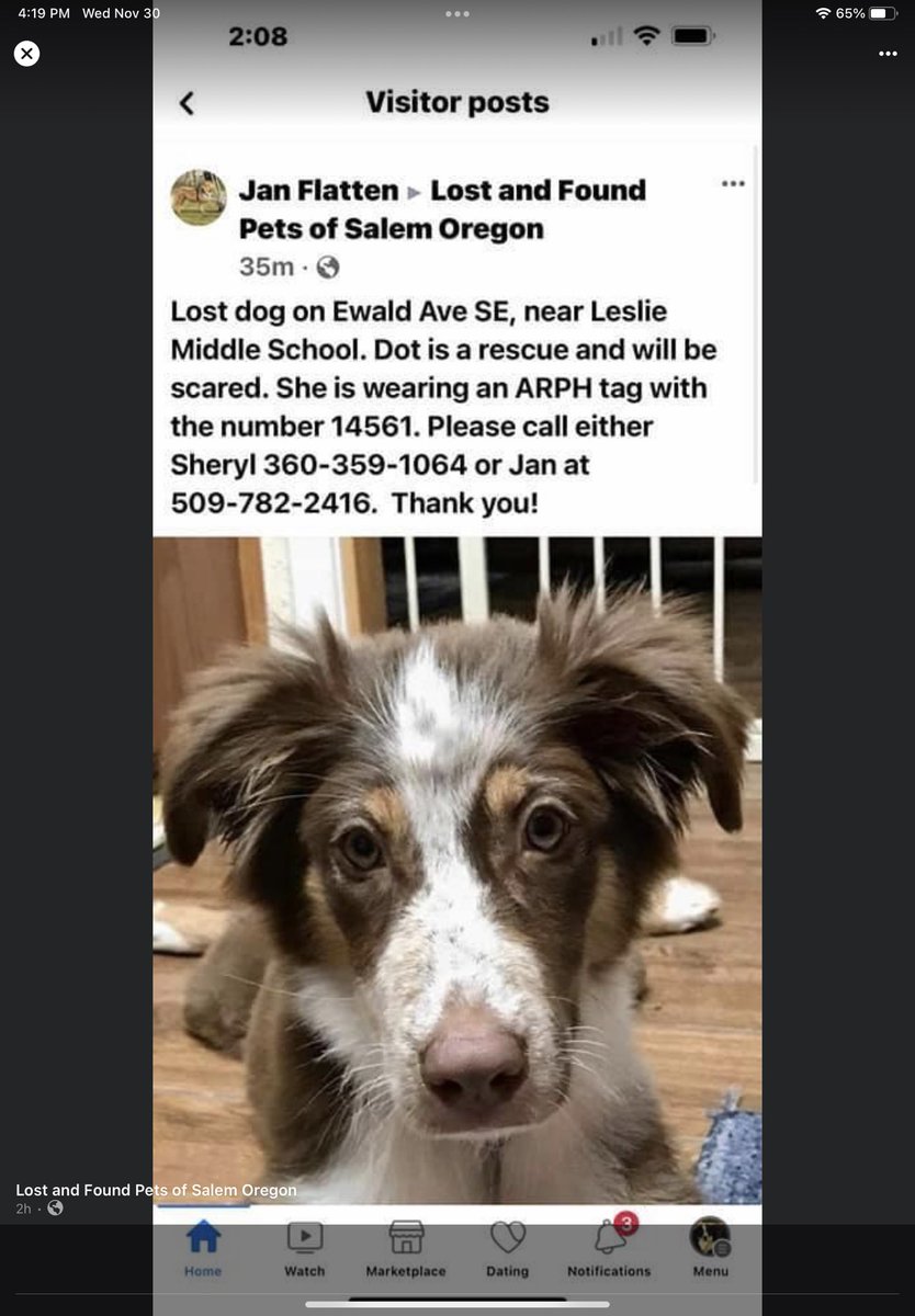Please be on the lookout, foster puppy escaped from yard. Has only been in foster home a couple of days. Too cold for this baby out there! #lostdog #salemoregon #lesliemiddleschool