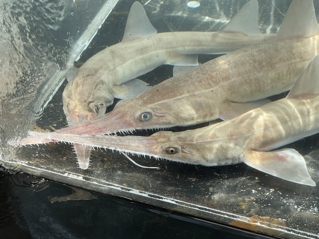 Jane Williamson on Twitter "Bluefin days fishing for sawshark along