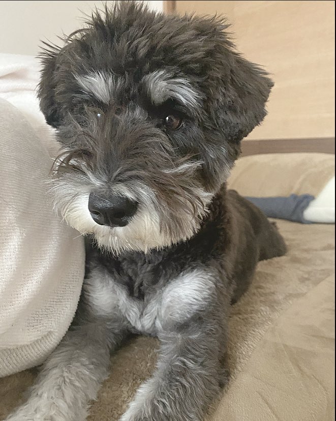 BO09PO12's tweet photo. 寒い冬は犬たんぽで身も心も温まるねぇ😳

#ミニチュアシュナウザー
#犬のいる暮らし https://t.co/3UBxbdiE2Q