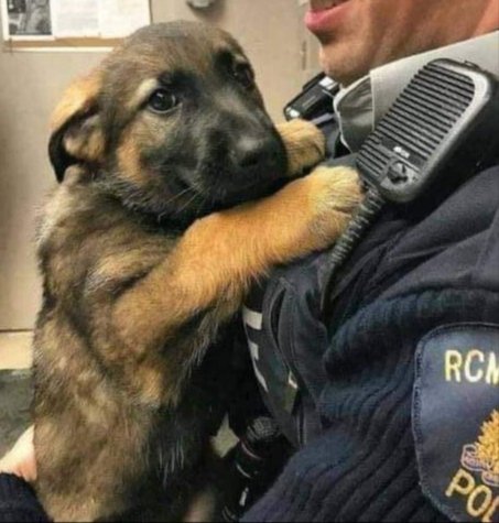 Dalbodog's tweet photo. "It's ok, buddy. I was scared on my first day too!” 😄❤️🐶😍 Don't scroll past without saying Hi to me ! https://t.co/94uWtXdRbJ