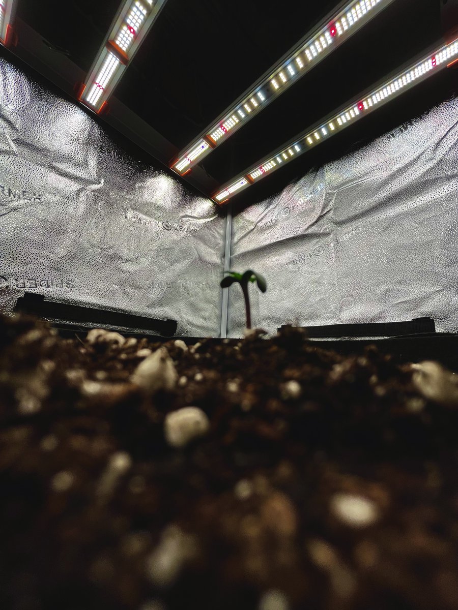 Alien Moonrocks OG under the #G3000 chillin @ 165 par with a World Series attitude
Running in a <a href="/coastofmaineorg/">Coast of Maine</a> super living coco custom mix

#CannabisGrowers
#SpiderfarmerG3000 #Marijuana #Cannabis #Weedlovers #Spiderfarmer <a href="/SfVilina/">SF-Vilina</a>