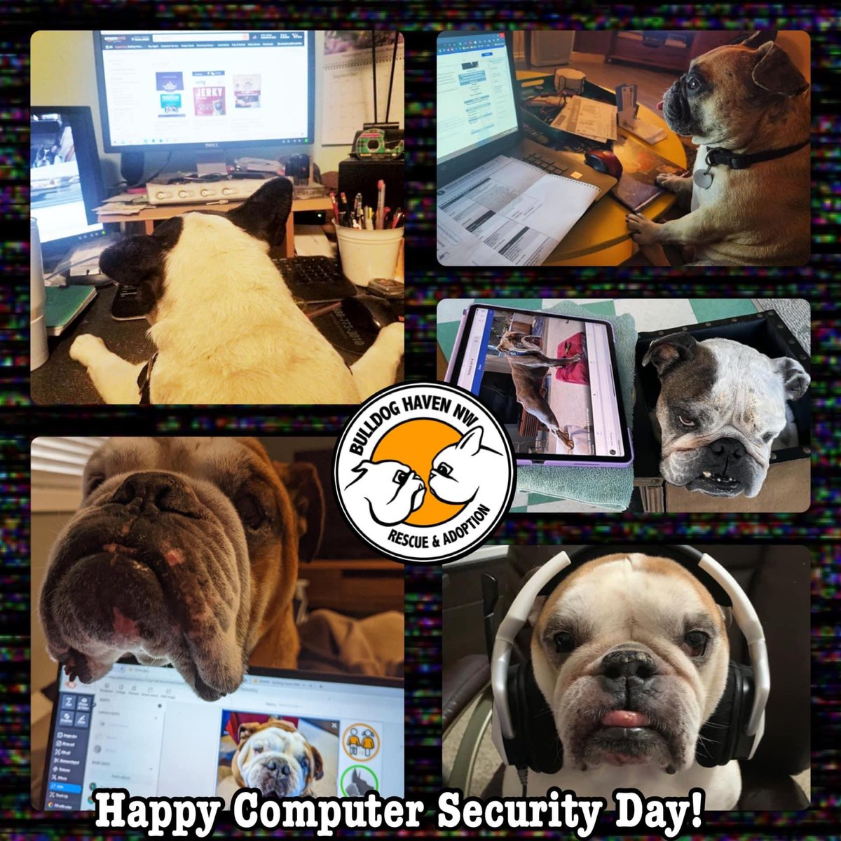 Happy National Computer Security Day!  

bulldoghavennw.org
#randomholiday #sillydogmeme