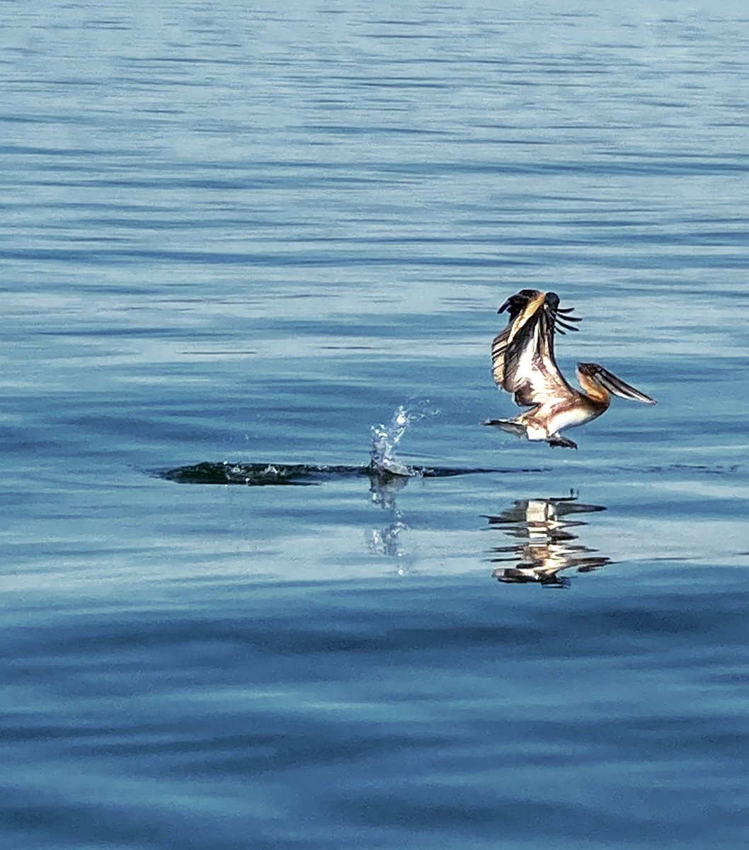 rivendell_sails's tweet photo. Sailing with the pelicans in #Mobjack Bay, #Virginia
(pc @lsctodesign) https://t.co/ImrjfqmEvk