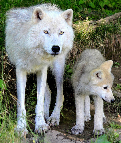 HourlyWolves presents: