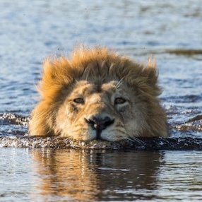 genioneymarjr1's tweet photo. O rei está voltando… 👑🇧🇷 https://t.co/RJGsnCoiPh