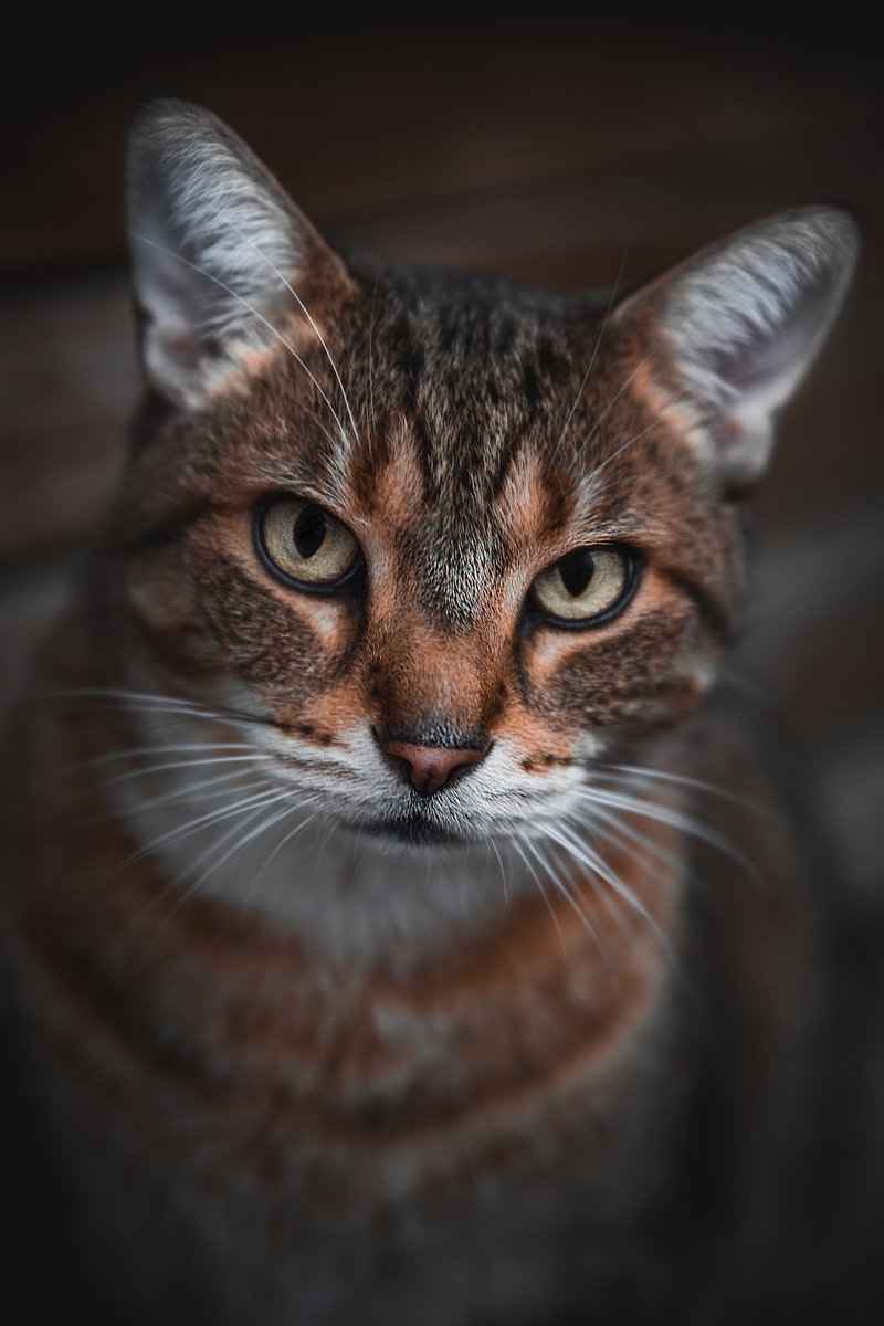 Random Kitties tweet media