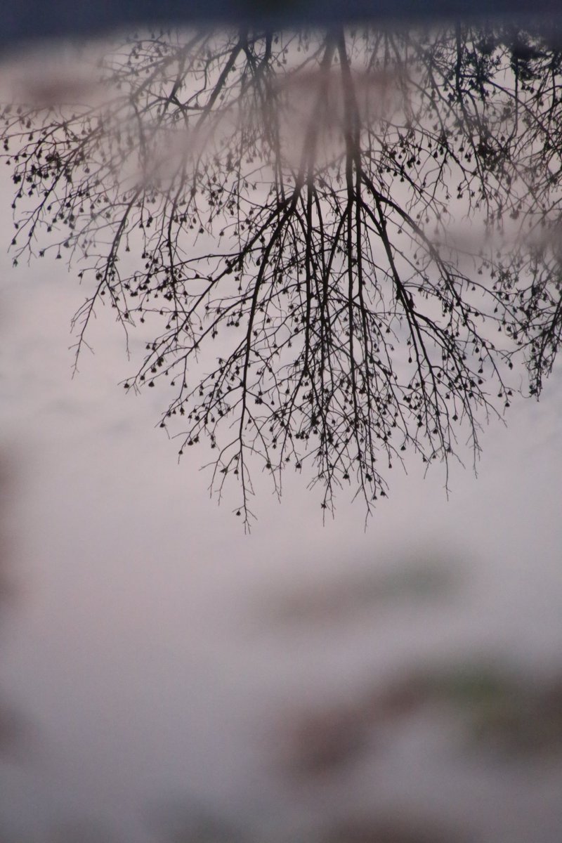 reddup_n_warsh's tweet image. What do you love about puddles? #photography #endoffall #reflections